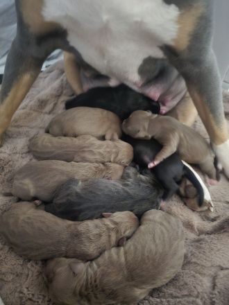 American Pitbull Terrier Welpen – liebevolle Familienaufzucht – Abgabe ab 27. April