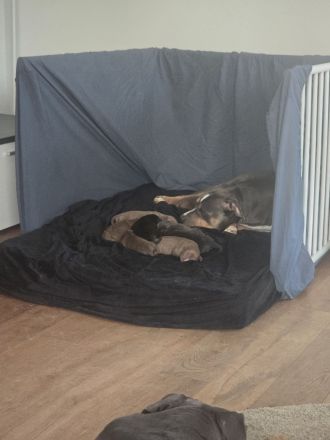 American Pitbull Terrier Welpen – liebevolle Familienaufzucht – Abgabe ab 27. April