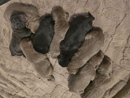 American Pitbull Terrier Welpen – liebevolle Familienaufzucht – Abgabe ab 27. April