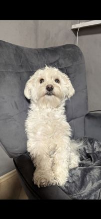 Maltipoo Pudel Mix