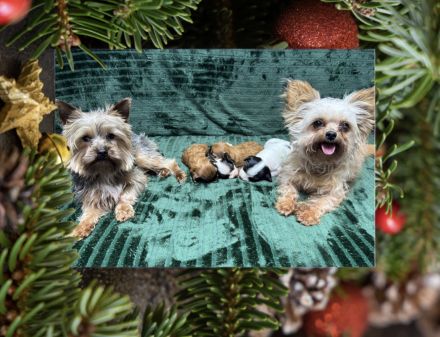 Yorkshire Terrier Welpen