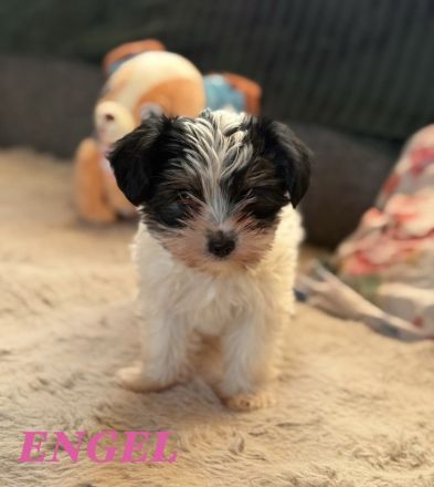 Yorkshire Terrier Welpen