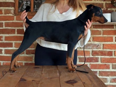 Deutsche pinscher hündin