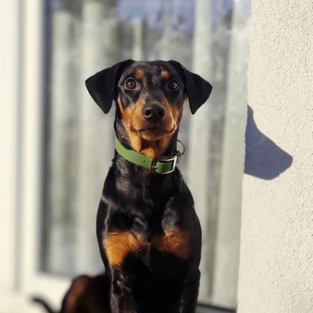 Deutsche pinscher hündin