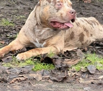 American Bully XL Deckrüde