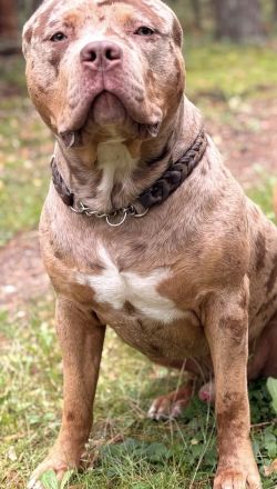 American Bully XL Deckrüde