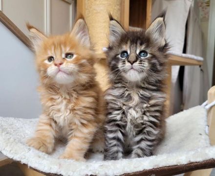 Reinrassige Maine Coon Kitten ❤️