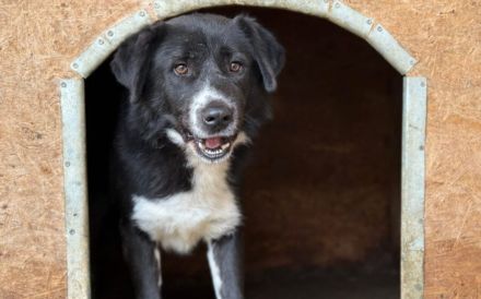 Kuro - sucht sein Zuhause zum Ankommen