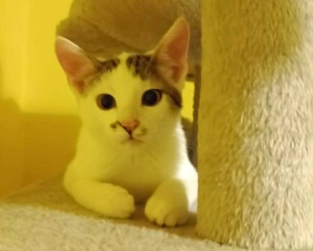 Anschmiegsame und verspielte Sissi möchte ihr Herz verschenken