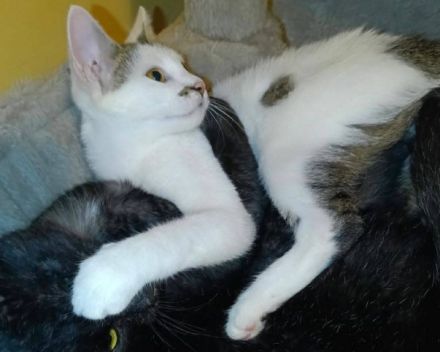 Anschmiegsame und verspielte Sissi möchte ihr Herz verschenken