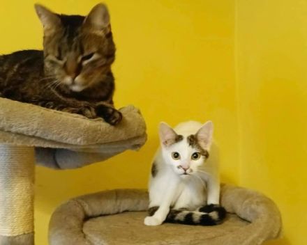 Anschmiegsame und verspielte Sissi möchte ihr Herz verschenken