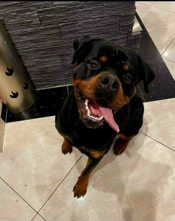 Liebevoller , junger Rottweiler