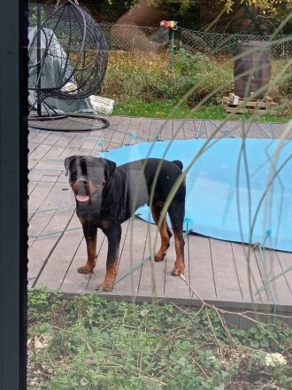 Liebevoller , junger Rottweiler