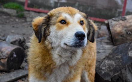 Soziale Seele Rambo sucht Zuhause