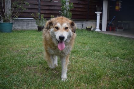 Soziale Seele Rambo sucht Zuhause