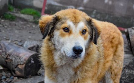 Soziale Seele Rambo sucht Zuhause