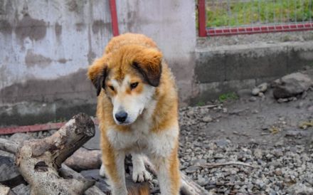 Soziale Seele Rambo sucht Zuhause