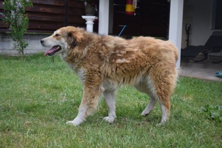 Soziale Seele Rambo sucht Zuhause