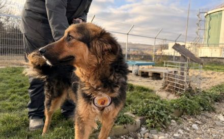 Schüchterne, liebenswerte Hündin Barbara sucht ruhiges Zuhause