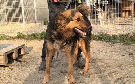 Schüchterne, liebenswerte Hündin Barbara sucht ruhiges Zuhause