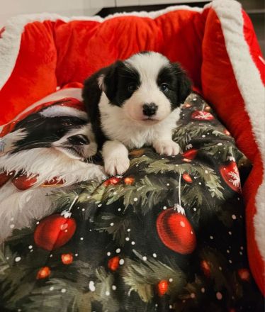 Border Collie Welpen mit VDH Ahnentafeln