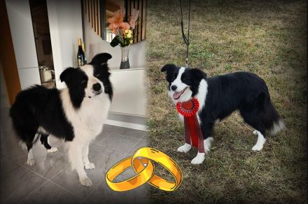 Border Collie Welpen mit VDH Ahnentafeln