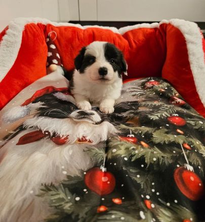 Border Collie Welpen mit VDH Ahnentafeln