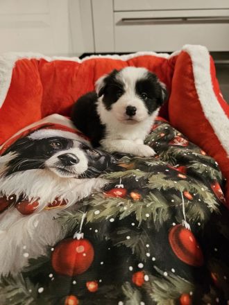 Border Collie Welpen mit VDH Ahnentafeln