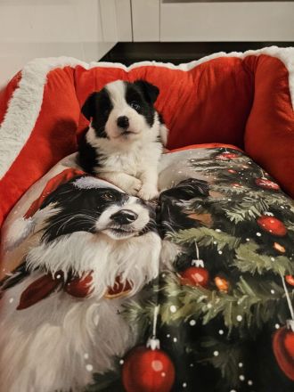 Border Collie Welpen mit VDH Ahnentafeln