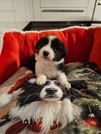 Border Collie Welpen mit VDH Ahnentafeln