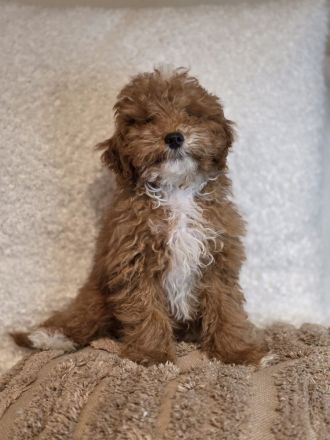 Maltipoo Welpe an liebevolle Hände zu vergeben