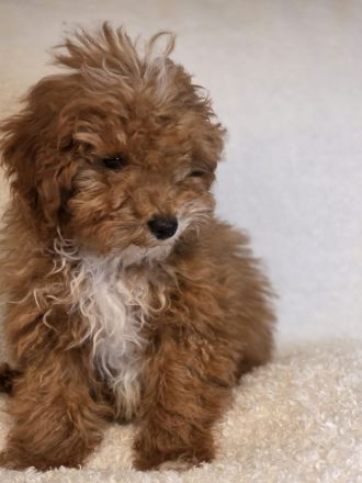 Maltipoo Welpe an liebevolle Hände zu vergeben