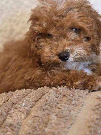 Maltipoo Welpe an liebevolle Hände zu vergeben