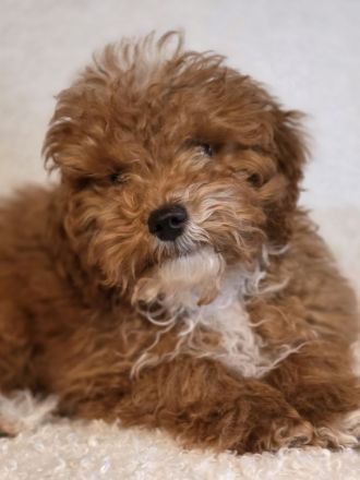 Maltipoo Welpe an liebevolle Hände zu vergeben