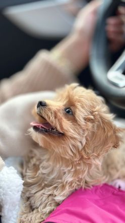 Maltipoo Welpe Hündin