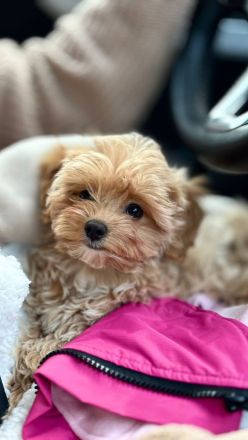 Maltipoo Welpe Hündin