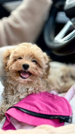 Maltipoo Welpe Hündin