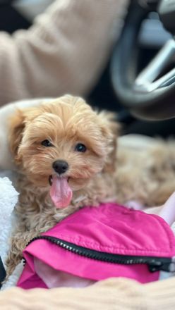Maltipoo Welpe Hündin