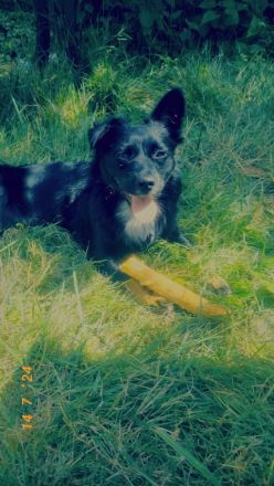 Wolfsspitz Chihuahua Mix