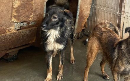 Schutzzone für schüchterne und ängstliche Anjuli gesucht