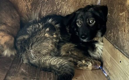 Schutzzone für schüchterne und ängstliche Anjuli gesucht