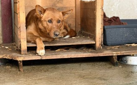 Zweite Chance auf ein gutes Leben für schüchternen Pino