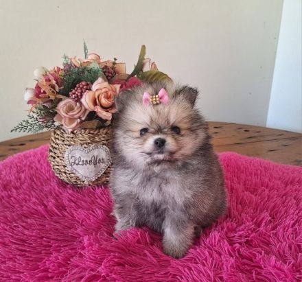 Reinrassige Pomeranian Zwergspitz Welpen