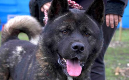 Kraftvoller und stolzer Akita-Mix Jengo sucht Zuhause