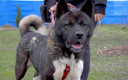Kraftvoller und stolzer Akita-Mix Jengo sucht Zuhause