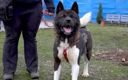 Kraftvoller und stolzer Akita-Mix Jengo sucht Zuhause