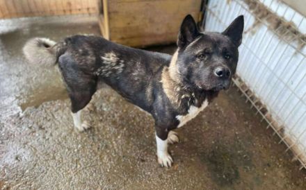 Kraftvoller und stolzer Akita-Mix Jengo sucht Zuhause