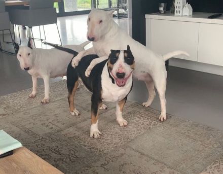 Miniatur Bullterrier Welpe - WhatsApp - 01782428018 📧 Kontakt  E-Mail: Martineschultz98@gmail.com