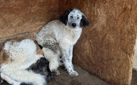 Ängstlicher Freckles sucht Schutzzone