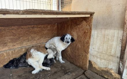 Ängstlicher Freckles sucht Schutzzone